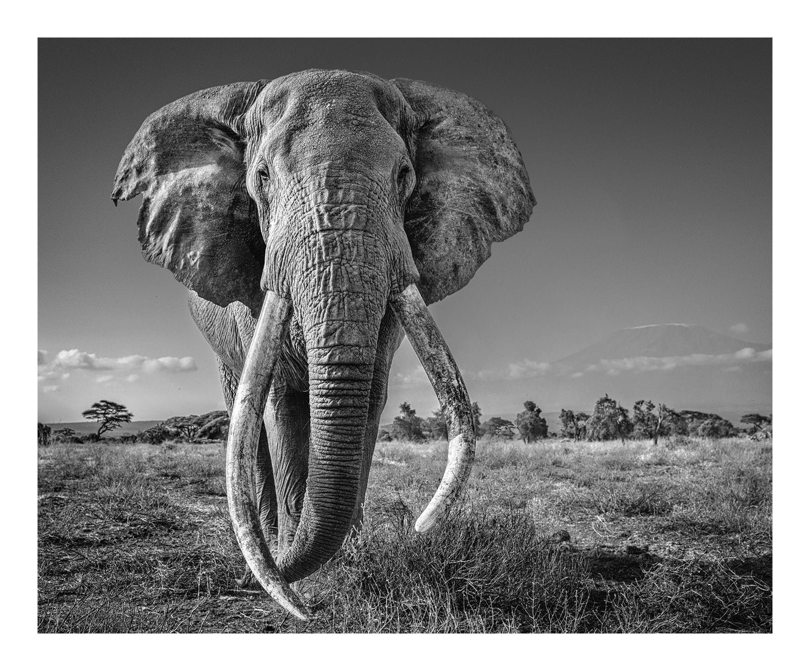 David Yarrow - Space for Giants